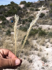 Muhlenbergia emersleyi