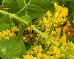 Polistes fuscatus
