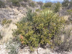 Rhus virens choriophylla