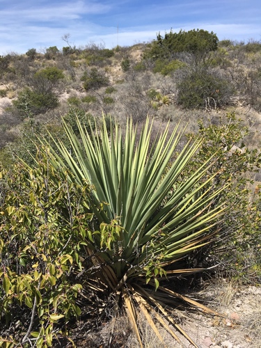 Yucca madrensis