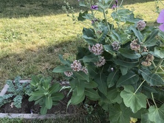 Asclepias syriaca