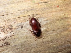 Uloma tenebrionoides