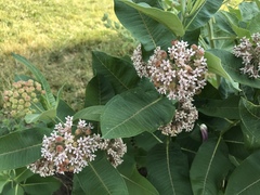 Asclepias syriaca