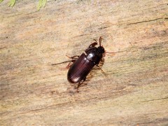 Uloma tenebrionoides