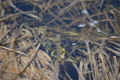 Poecilia latipinna