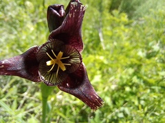 Tigridia vanhouttei