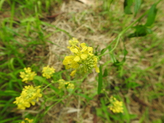 Brassica juncea