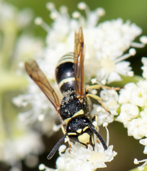 Euodynerus leucomelas