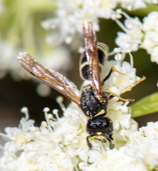 Euodynerus leucomelas