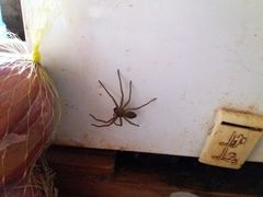 Heteropoda venatoria