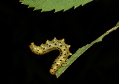Pristiphora geniculata