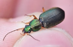 Chlaenius pennsylvanicus