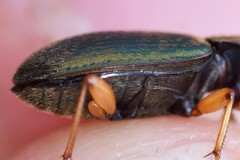 Chlaenius pennsylvanicus