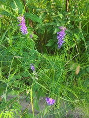 Vicia tenuifolia