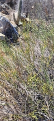 Gymnophyton
