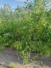 Vicia tenuifolia