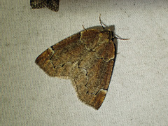 Spodolepis substriataria