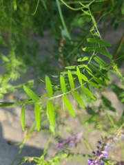Vicia tenuifolia