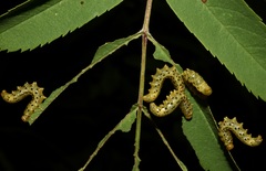Pristiphora geniculata