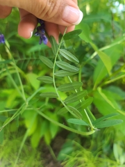 Vicia tenuifolia