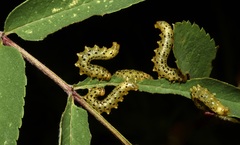 Pristiphora geniculata