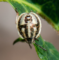 Trichopepla