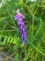 Vicia tenuifolia