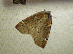 Spodolepis substriataria