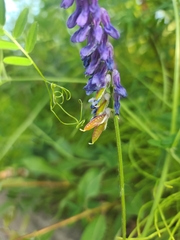 Vicia tenuifolia