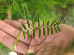 Vicia tenuifolia