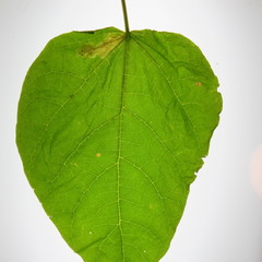 Amauromyza pleuralis