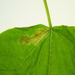 Amauromyza pleuralis