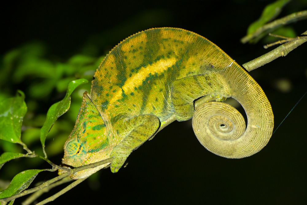 Mount Amber Globe-horned Chameleon