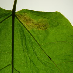 Amauromyza pleuralis