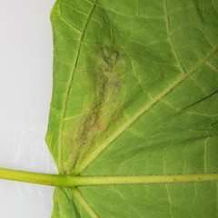 Amauromyza pleuralis