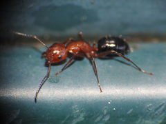 Camponotus discolor