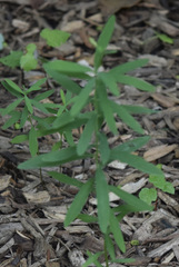 Sericocarpus linifolius