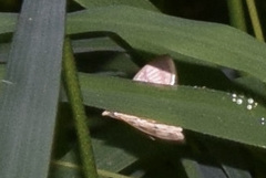 Macrochilo absorptalis