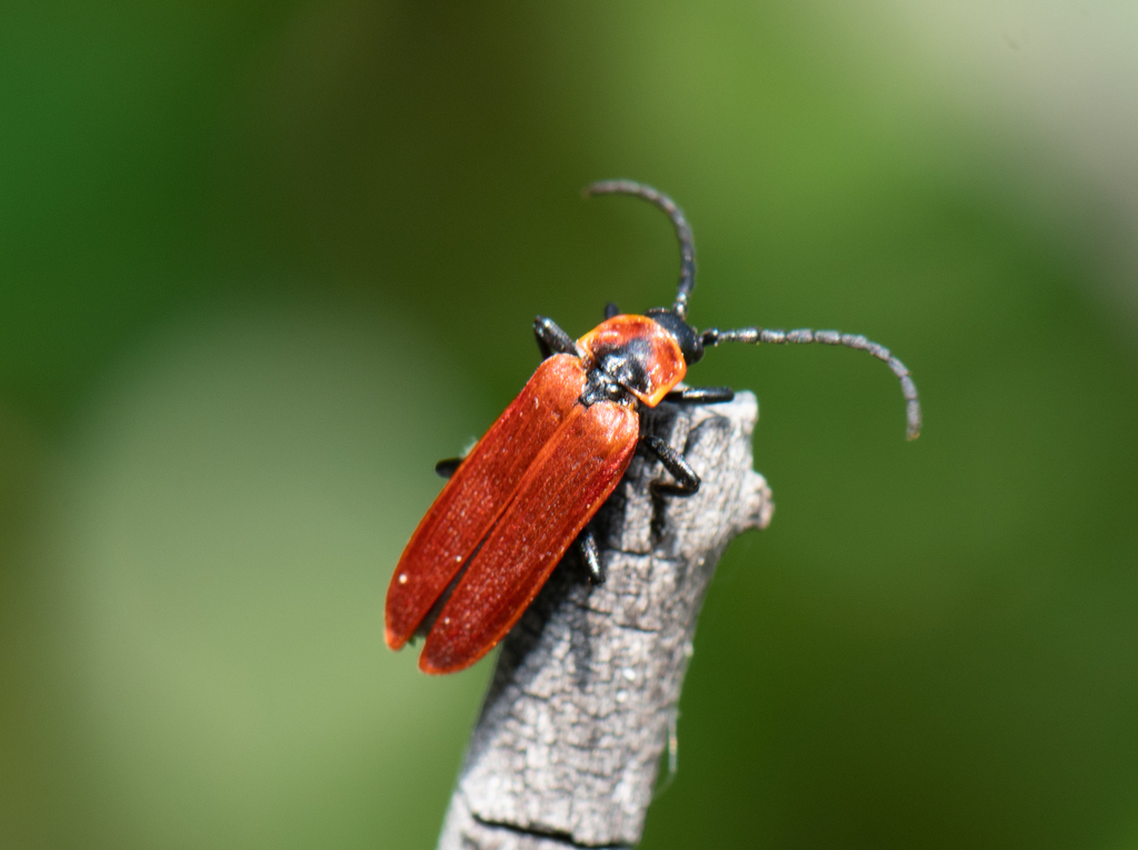 Lygistopterus fervens
