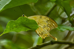 Papilio dardanus meriones
