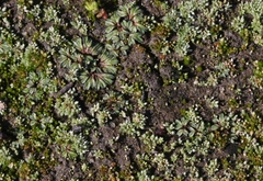 Riccia nigrella