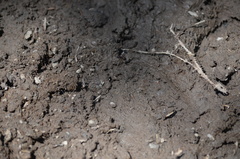 Camponotus herculeanus