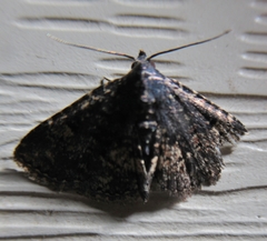 Metalectra diabolica