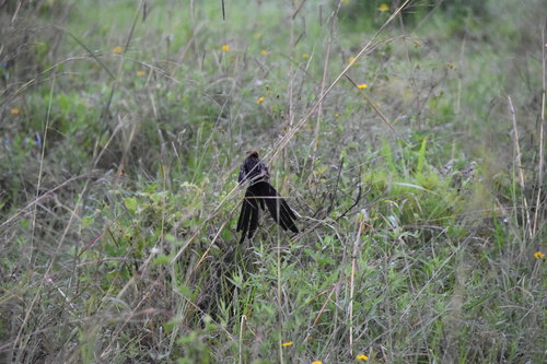 Red-cowled Widowbird (Euplectes laticauda), photo 7