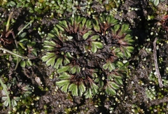 Riccia nigrella