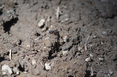 Camponotus herculeanus