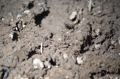 Camponotus herculeanus