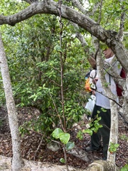 Sideroxylon obovatum