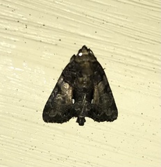 Chytonix palliatricula