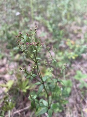 Galium × pseudoboreale